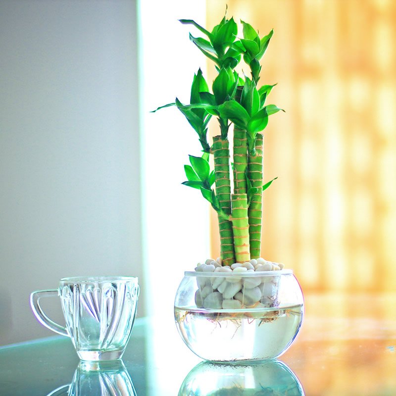 富貴竹常見病園林綠化工程害及防治辦法